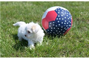 Snow White - Malti Poo - Maltipoo for sale