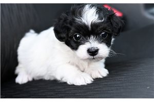 Miss Anne - Malti Poo - Maltipoo for sale