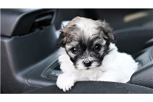 Baby - Malti Poo - Maltipoo for sale