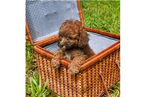 Tarzan - Poodle, Toy for sale