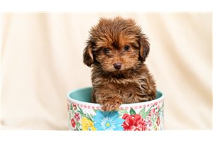 Milo - Yorkiepoo - Yorkie Poo for sale