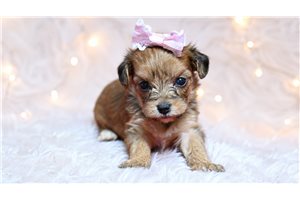 Anne - Yorkiepoo - Yorkie Poo for sale