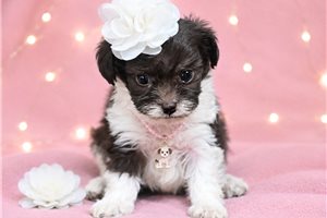 Chloe - Yorkiepoo - Yorkie Poo for sale