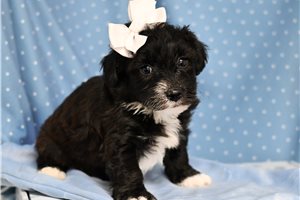 Skippy - Yorkiepoo - Yorkie Poo for sale