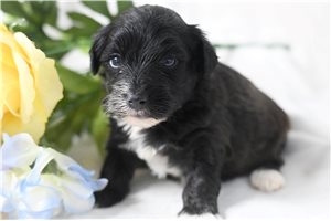 Skippy - puppy for sale