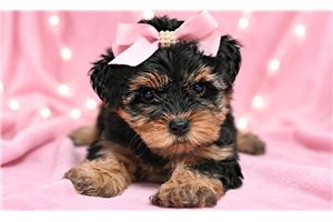 Ellie - Yorkiepoo - Yorkie Poo for sale