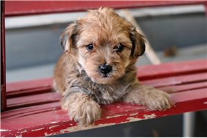 Bear - Yorkiepoo - Yorkie Poo for sale