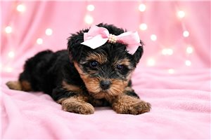 Ellie - Yorkiepoo - Yorkie Poo for sale