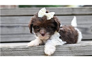 Chloe - puppy for sale