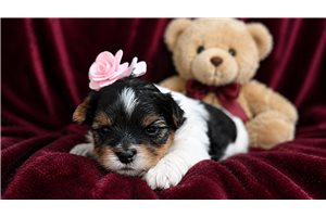 Sophie - puppy for sale