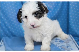 Moonpie - Yorkiepoo - Yorkie Poo for sale