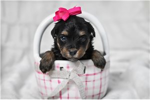 Bonnie - puppy for sale