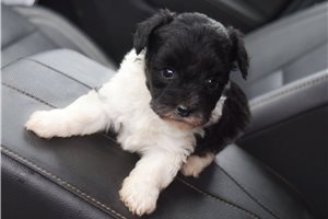 Gunner - puppy for sale