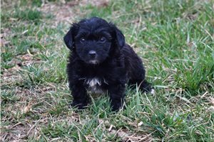 Lilly Ann - puppy for sale