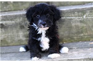 Skippy - Yorkiepoo - Yorkie Poo for sale