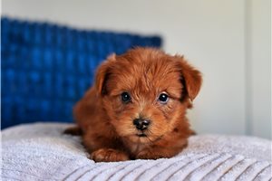 Cocoa - puppy for sale