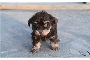 Hazel - Yorkiepoo - Yorkie Poo for sale