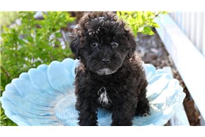 Vivien - Yorkiepoo - Yorkie Poo for sale