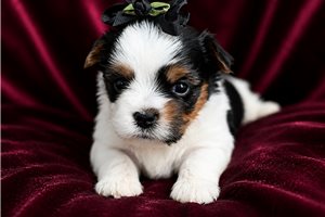 Lilly - puppy for sale