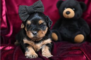 Ellie - puppy for sale
