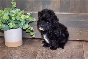 Bruno - puppy for sale