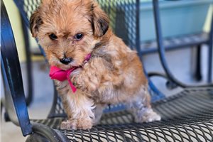 Bear - Yorkiepoo - Yorkie Poo for sale
