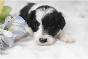 Guss - puppy for sale