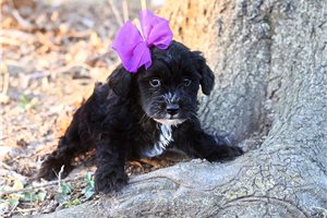 Eleanor - Yorkiepoo - Yorkie Poo for sale