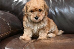 Bear - Yorkiepoo - Yorkie Poo for sale