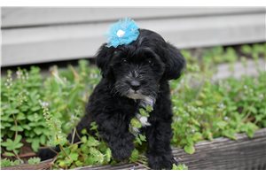 Eleanor - Yorkiepoo - Yorkie Poo for sale