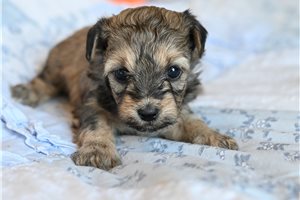 Bear - Yorkiepoo - Yorkie Poo for sale