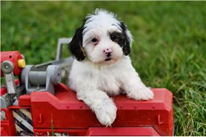 Moonpie - Yorkiepoo - Yorkie Poo for sale