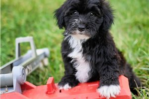 Skippy - Yorkiepoo - Yorkie Poo for sale