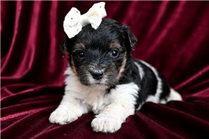 Molly - Yorkiepoo - Yorkie Poo for sale