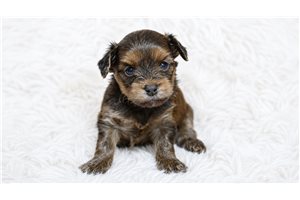 Milo - Yorkiepoo - Yorkie Poo for sale