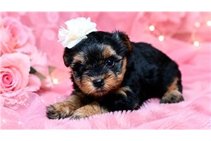 Ellie - Yorkiepoo - Yorkie Poo for sale