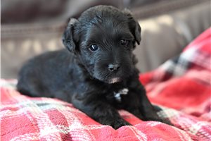 Milo - Yorkiepoo - Yorkie Poo for sale