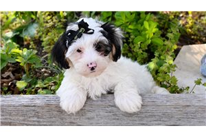 Moonpie - Yorkiepoo - Yorkie Poo for sale