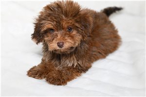 Milo - Yorkiepoo - Yorkie Poo for sale