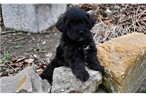 Milo - Yorkiepoo - Yorkie Poo for sale