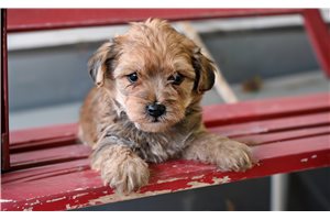 Bear - Yorkiepoo - Yorkie Poo for sale