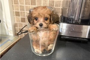 Anne - Yorkiepoo - Yorkie Poo for sale
