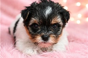 Sophie - Yorkiepoo - Yorkie Poo for sale