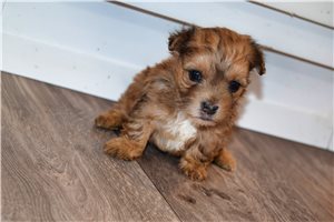 Zoey - puppy for sale