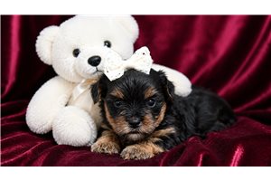 Winnie - puppy for sale