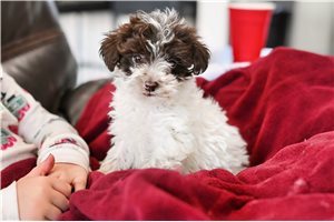 Nancie - Yorkiepoo - Yorkie Poo for sale