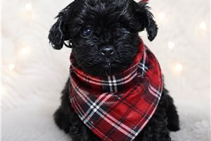 Theodore - Yorkiepoo - Yorkie Poo for sale