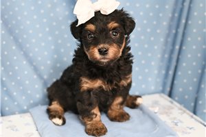 Bonnie - Yorkiepoo - Yorkie Poo for sale