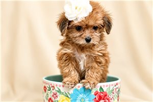 Anne - Yorkiepoo - Yorkie Poo for sale
