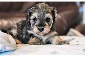 Anne - puppy for sale